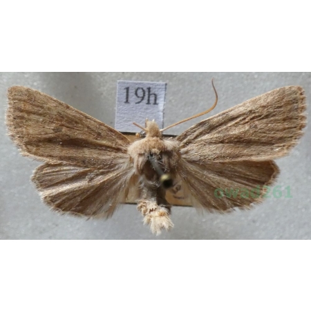 Agrochola laevis (Hübner, 1803) Czech19h